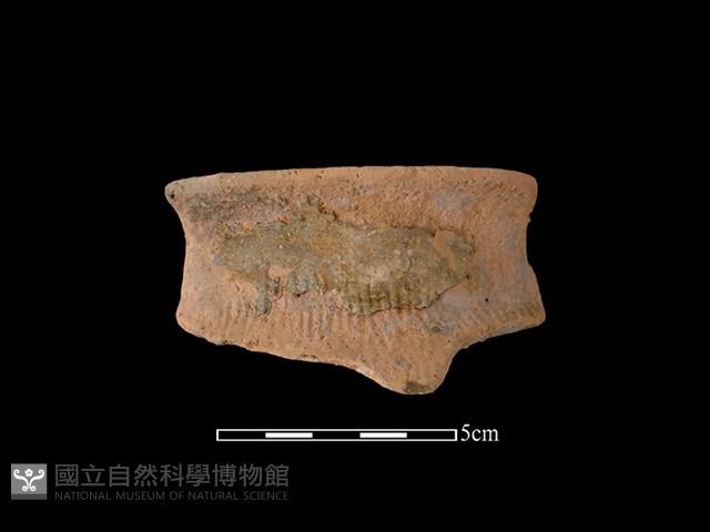 陶罐藏品圖，第1張