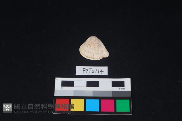 貝殼藏品圖，第1張