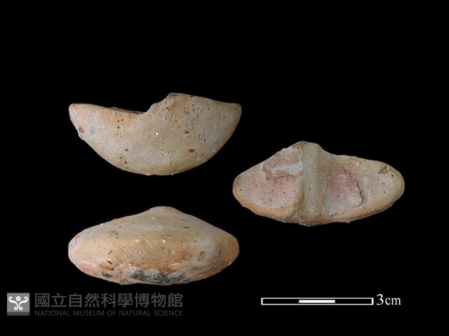 紡輪藏品圖，第1張
