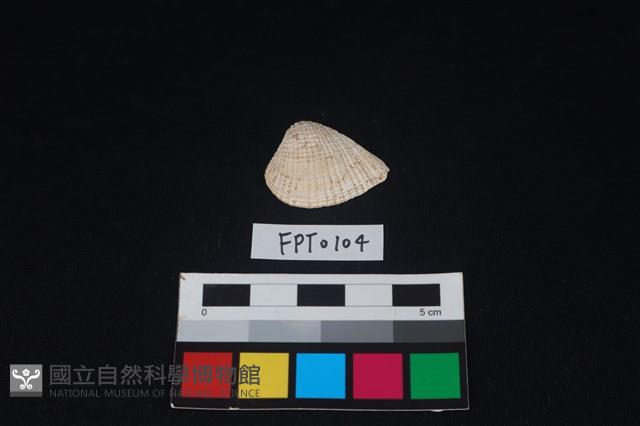 貝殼藏品圖，第1張
