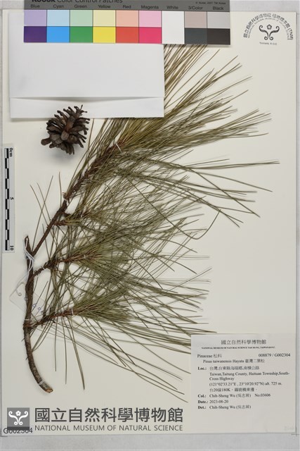 臺灣二葉松藏品圖，第1張
