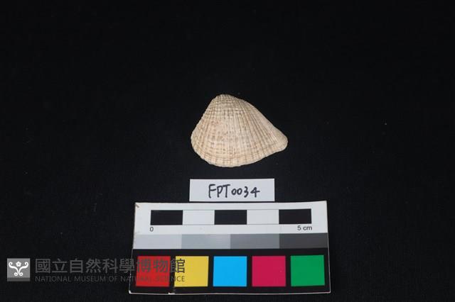 貝殼藏品圖，第1張