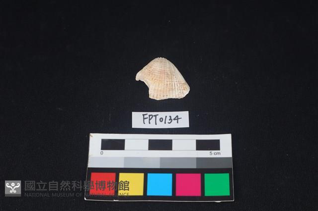 貝殼藏品圖，第1張