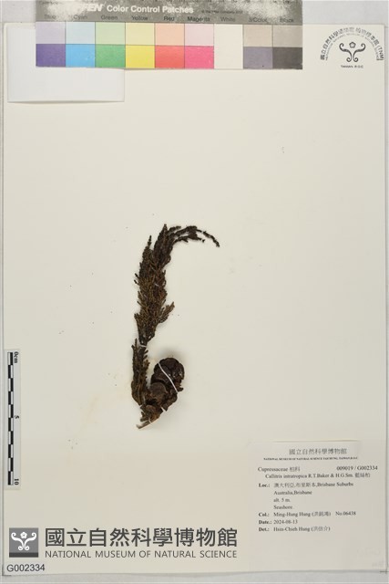 藍絲柏藏品圖，第1張
