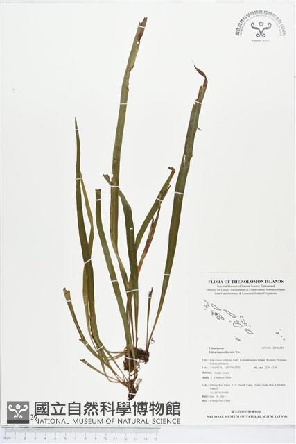 劍葉書帶蕨藏品圖，第1張