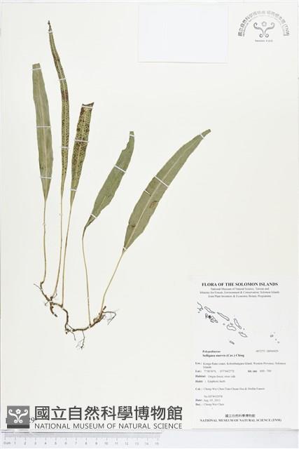 登錄號:BP00929藏品圖，第1張