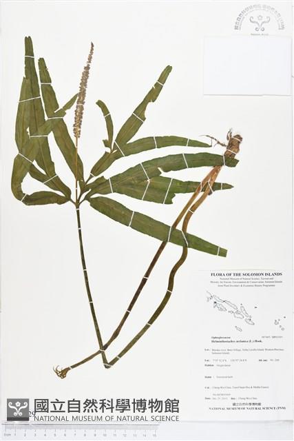 錫蘭七指蕨藏品圖，第1張