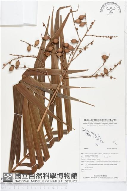 登錄號:BS01929藏品圖，第1張