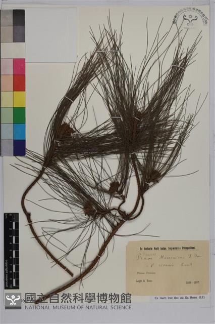 馬尾松藏品圖，第1張