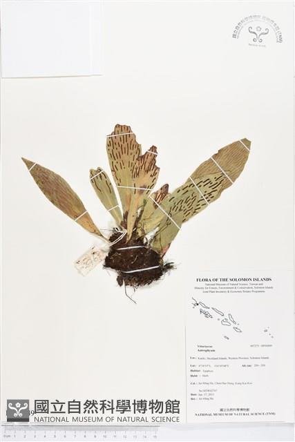 登錄號:BP00849藏品圖，第1張