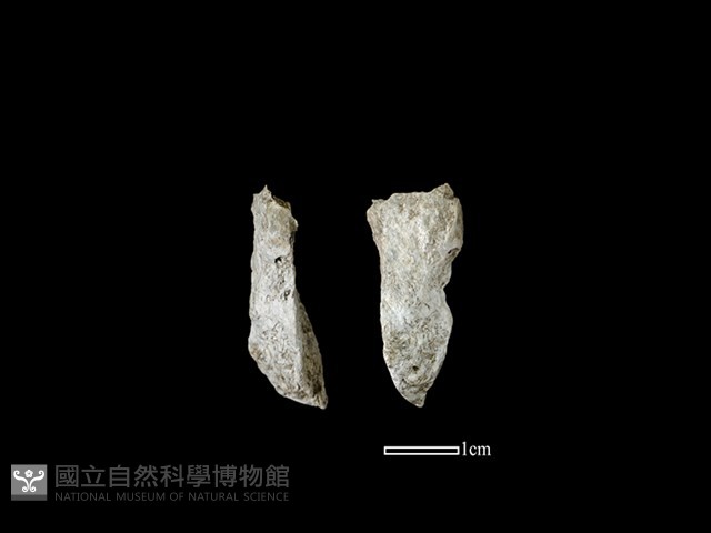 磨製石器藏品圖，第1張