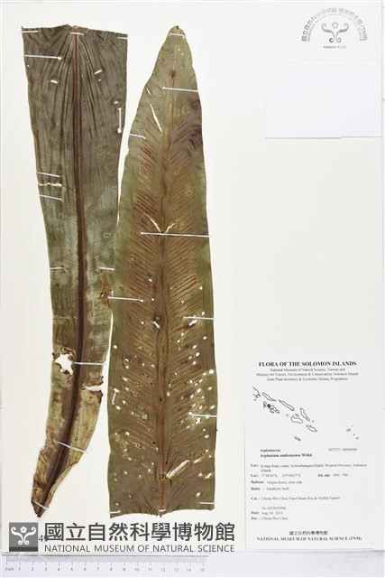 登錄號:BP00949藏品圖，第1張