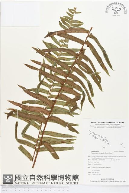 毛葉腎蕨藏品圖，第1張