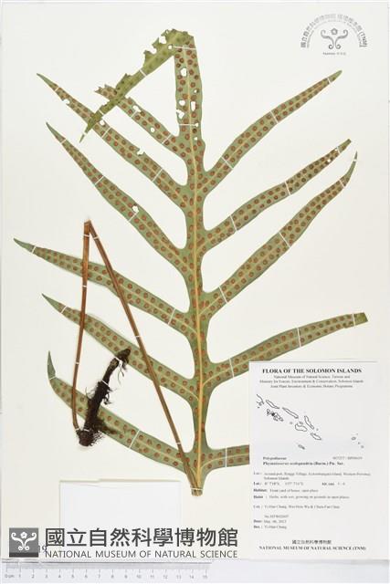 海岸擬茀蕨、海岸星蕨藏品圖，第1張
