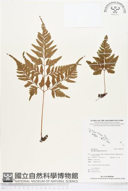 闊葉骨碎補藏品圖，第1張