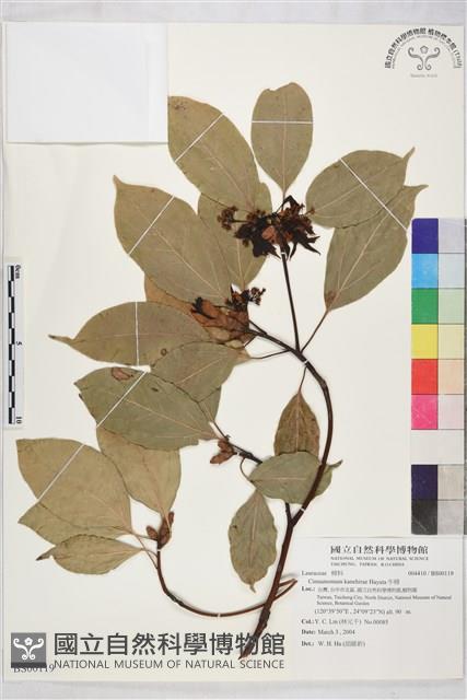 牛樟藏品圖，第1張