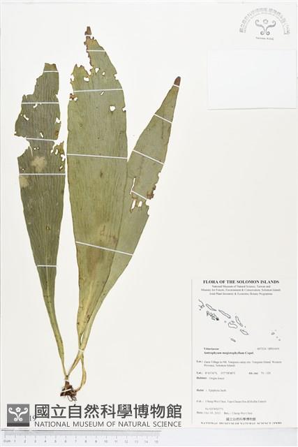 登錄號:BP01419藏品圖，第1張