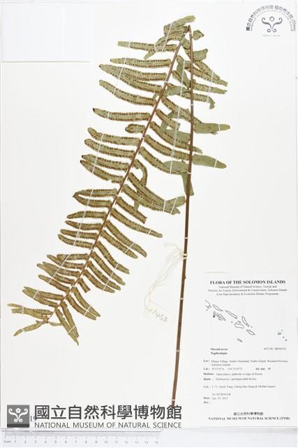 Accession Number:BP00519 Collection Image