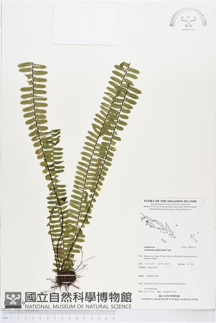登錄號:BP01919藏品圖，第1張
