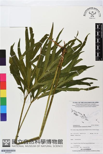 錫蘭七指蕨藏品圖，第1張