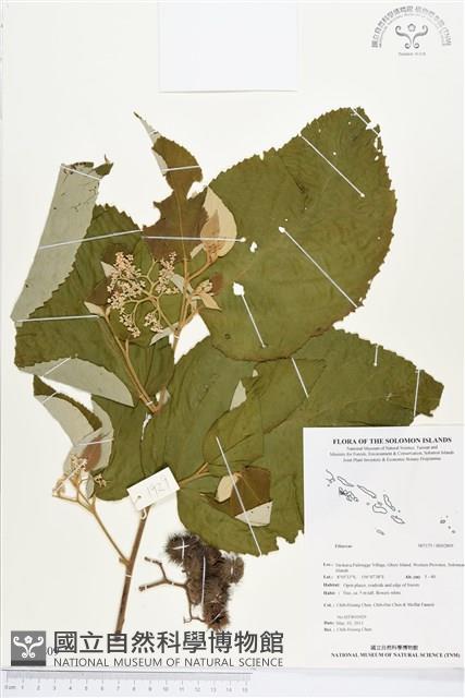 登錄號:BS02809藏品圖，第1張