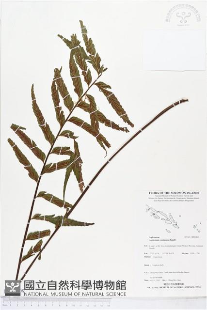 Accession Number:BP01809 Collection Image