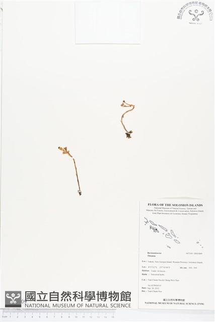 登錄號:BS01809藏品圖，第1張