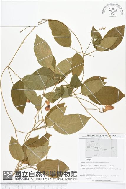 登錄號:BS01609藏品圖，第1張