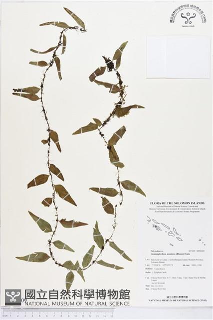 登錄號:BP00409藏品圖，第1張