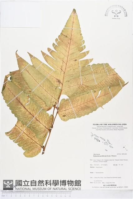 多生菜蕨藏品圖，第1張