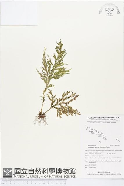 玉山卷柏藏品圖，第1張