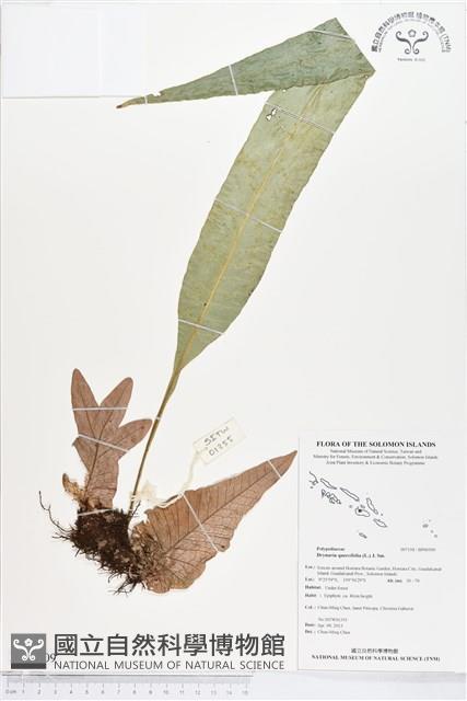 團葉槲蕨藏品圖，第1張