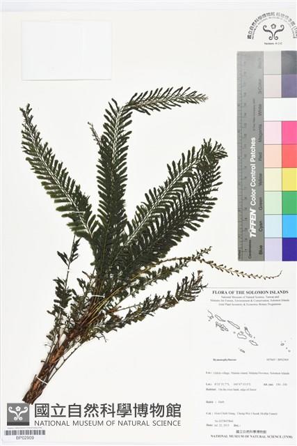 登錄號:BP02909藏品圖，第1張