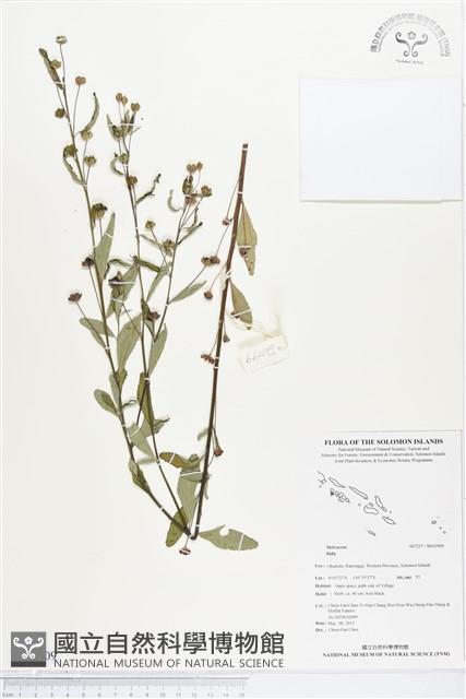 登錄號:BS02909藏品圖，第1張