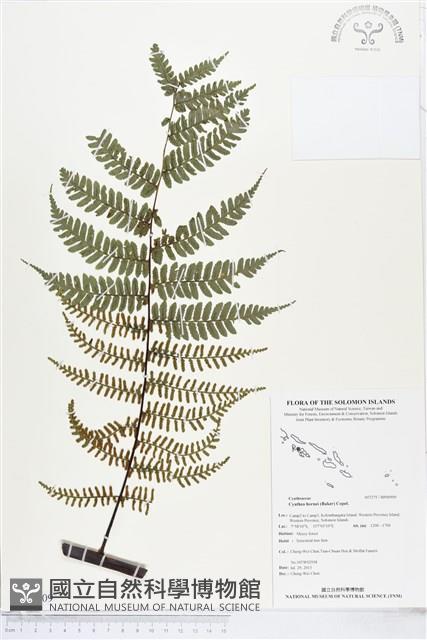 登錄號:BP00909藏品圖，第1張