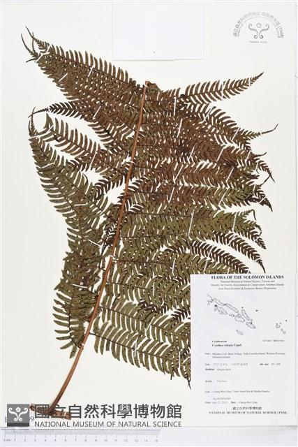 登錄號:BP01909藏品圖，第1張