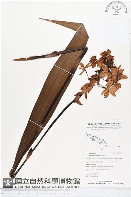 紫苞舌蘭、紫蘭藏品圖，第1張