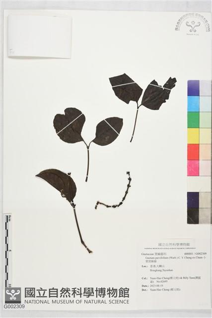 小葉買麻藤藏品圖，第1張