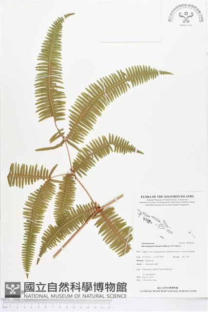 芒萁藏品圖，第1張