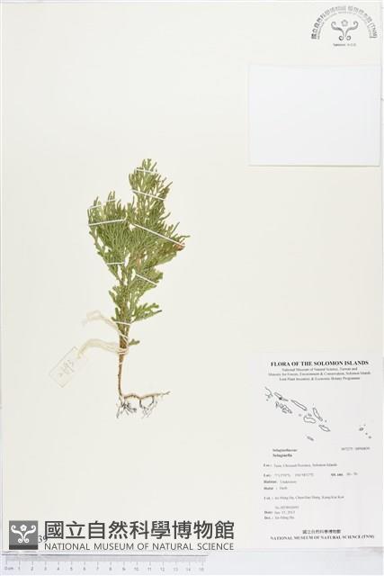 登錄號:BP00839藏品圖，第1張