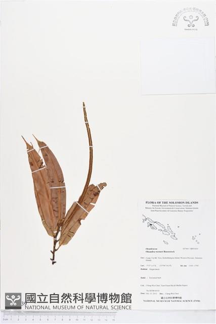 登錄號:BP01839藏品圖，第1張