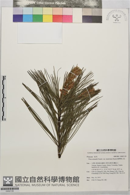 臺灣華山松藏品圖，第1張