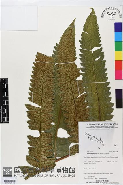 多生菜蕨藏品圖，第1張