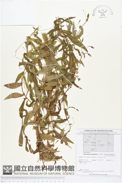 戟葉菜欒藤藏品圖，第1張