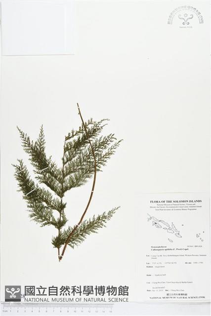 Accession Number:BP01828 Collection Image