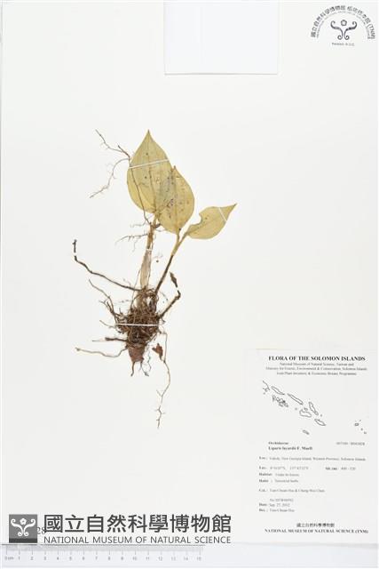 登錄號:BS01828藏品圖，第1張