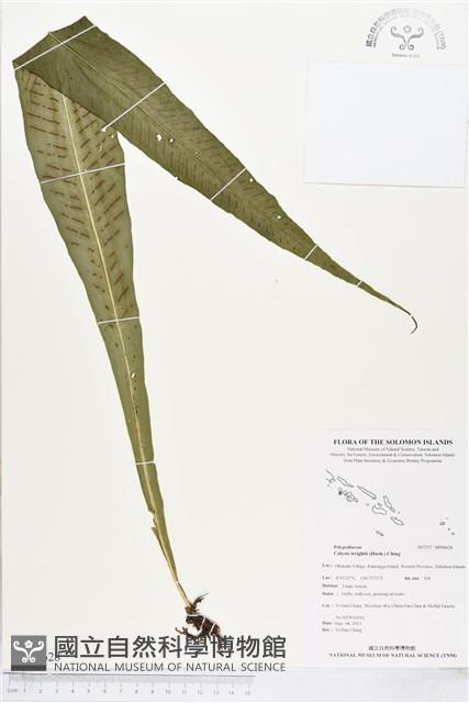 萊氏線蕨藏品圖，第1張