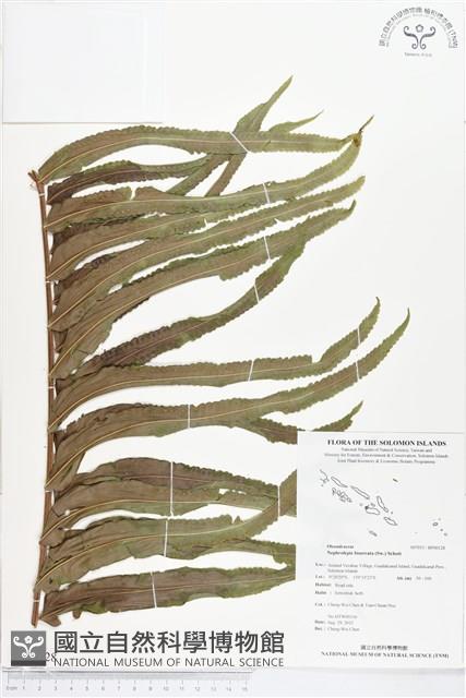 長葉腎蕨藏品圖，第1張
