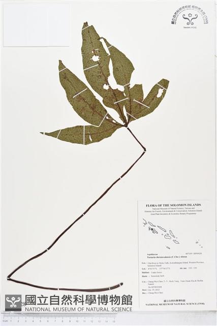 登錄號:BP00428藏品圖，第1張