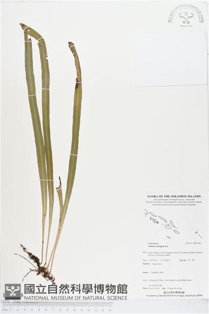 唇邊書帶蕨藏品圖，第1張